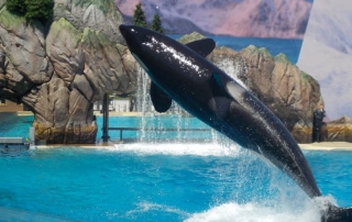 SeaWorld orki