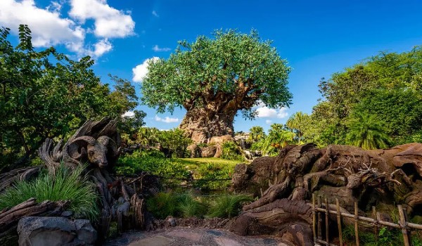 Animal Kingdom tree